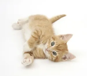 Kitten Prints: Ginger kitten print