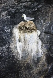 Kittiwake (Rissa tridactyla) on nest on cliff, Kongsfjorden, Spitsbergen, Svalbard Kittiwake (Rissa tridactyla) on nest on cliff, Kongsfjorden, Spitsbergen, Svalbard