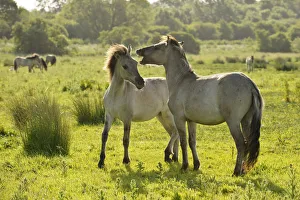 Konik horse (Equus caballus) pair interacting, wild herd in rewilding project, Wicken Fen Konik horse (Equus caballus) pair interacting, wild herd in rewilding project, Wicken Fen