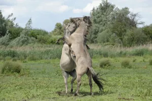 Konik horse (Equus caballus) two stallions fighting, Wicken Fen, Cambridgeshire, UK, June Konik horse (Equus caballus) two stallions fighting, Wicken Fen, Cambridgeshire, UK, June