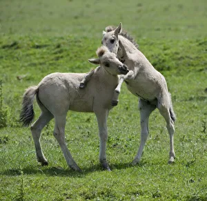 Two Konik horse foals playing, Oostvaardersplassen, Netherlands, June 2009 Two Konik horse foals playing, Oostvaardersplassen, Netherlands, June 2009