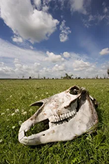 Konik horse skull, Oostvaardersplassen, Netherlands, June 2009 Konik horse skull, Oostvaardersplassen, Netherlands, June 2009