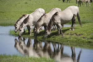 Konik horses drinking, Oostvaardersplassen, Netherlands, June 2009 Konik horses drinking, Oostvaardersplassen, Netherlands, June 2009