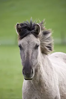 Konik horses (Equus caballus) - wild Konik filly, Millingerwaard nature reserve Konik horses (Equus caballus) - wild Konik filly, Millingerwaard nature reserve