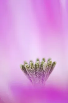 Lace Cactus {Echinocereus reichenbachii} flower abstract, Texas, USA Lace Cactus {Echinocereus reichenbachii} flower abstract, Texas, USA