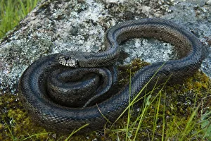 Ladder snake (Elaphe scalaris) on rock, Sierra de Andjar Natural Park, Mediterranean Ladder snake (Elaphe scalaris) on rock, Sierra de Andjar Natural Park, Mediterranean
