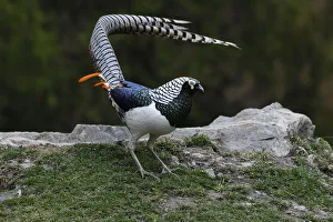 Lady Amhersts pheasant (Chrysolophus amherstiae) male displaying, Kanding, Sichuan, China Lady Amhersts pheasant (Chrysolophus amherstiae) male displaying, Kanding, Sichuan, China