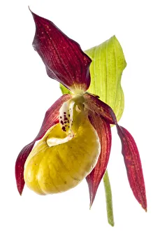 Ladys slipper (Cypripedium calceolus) in flower, Camosciara Mounts, near Pescasseroli Ladys slipper (Cypripedium calceolus) in flower, Camosciara Mounts, near Pescasseroli