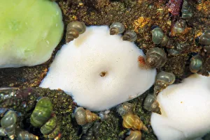 Lake baikal sponge and a mixture of freshwater snails Lake Baikal, Siberia, Russia Lake baikal sponge and a mixture of freshwater snails Lake Baikal, Siberia, Russia