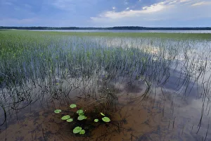 Lake Usma viewed from Moricsala Island, Moricsala Strict Nature Reserve, Latvia Lake Usma viewed from Moricsala Island, Moricsala Strict Nature Reserve, Latvia