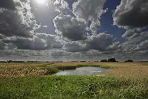 Lakenheath Fen RSPB Reserve, Suffolk, UK, May 2011 Lakenheath Fen RSPB Reserve, Suffolk, UK, May 2011