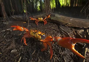 Land Crab (Gecarcinus planatus) in defensive display, Socorro Island, Revillagigedo Land Crab (Gecarcinus planatus) in defensive display, Socorro Island, Revillagigedo