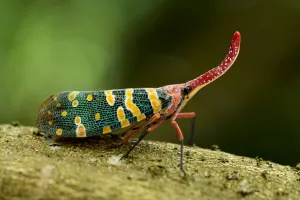 Lantern bug (Pyrops candelaria / Laternaria candelaria)Ha Pak Nai, Yuen Long District Lantern bug (Pyrops candelaria / Laternaria candelaria)Ha Pak Nai, Yuen Long District