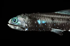 Lanternfish (Lepidophanes guentheri) - deepsea species showing bioluminescence Lanternfish (Lepidophanes guentheri) - deepsea species showing bioluminescence