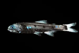 Lanternfish (Lepidophanes guentheri) - deepsea species showing bioluminescence Lanternfish (Lepidophanes guentheri) - deepsea species showing bioluminescence