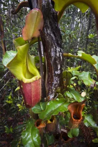 Large aerial pitchers of natural hybrid Pitcher Plant (Nepenthes stenophylla x Nepenthes veitchi) Large aerial pitchers of natural hybrid Pitcher Plant (Nepenthes stenophylla x Nepenthes veitchi)