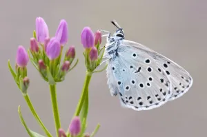 Large blue butterfly (Maculinea arion) on a Common Centaury (Centaurium erythraea) flower Large blue butterfly (Maculinea arion) on a Common Centaury (Centaurium erythraea) flower