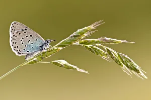 Large blue butterfly (Phengaris arion) resting on a grass stem, Collard Hill, Somerset Large blue butterfly (Phengaris arion) resting on a grass stem, Collard Hill, Somerset