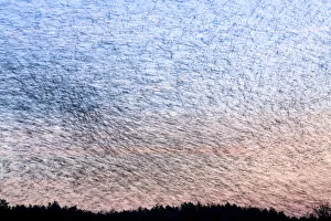Large flock of Bramblings (Fringilla montifringilla) in flight at dusk, Ldersdorf Large flock of Bramblings (Fringilla montifringilla) in flight at dusk, Ldersdorf