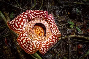 Large flower of the parasitic plant Rafflesia pricei, growing in rainforest Large flower of the parasitic plant Rafflesia pricei, growing in rainforest