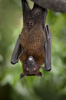 Large / Greater flying fox (Pteropus vampyrus) or Kalang roosting. From South East Asia, captive, Singapore Zoo Large / Greater flying fox (Pteropus vampyrus) or Kalang roosting. From South East Asia, captive, Singapore Zoo