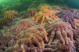 Large group of Sunflower sea stars (Asterias / Pycnopodia helianthoides) covering rock Large group of Sunflower sea stars (Asterias / Pycnopodia helianthoides) covering rock