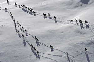 A large herd of Tien Shan Argali (Ovis ammon karelini) making tracks through snow A large herd of Tien Shan Argali (Ovis ammon karelini) making tracks through snow