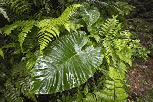 Large leaf of Giant Elephant's Ear (Alocasia odora), in rainforest, Yangminshan Large leaf of Giant Elephant's Ear (Alocasia odora), in rainforest, Yangminshan