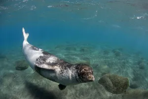 Large male Mediterranean Monk seal (Monachus monachus) Deserta Grande, Desertas Islands Large male Mediterranean Monk seal (Monachus monachus) Deserta Grande, Desertas Islands