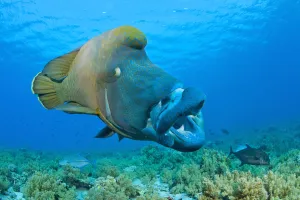 Large male Napoleon wrasse (Cheilinus undulatus) yawning. Ras Mohammed, Sinai, Egypt Large male Napoleon wrasse (Cheilinus undulatus) yawning. Ras Mohammed, Sinai, Egypt