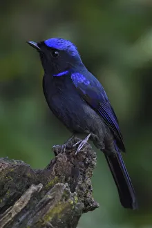 Large niltava (Niltava grandis) male, perched on a tree trunk in Baihualing, Gaoligongshan Large niltava (Niltava grandis) male, perched on a tree trunk in Baihualing, Gaoligongshan