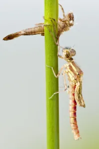 Large red damselfly {Pyrrhosoma nymphula} emerging from nymphal case, Cornwall, UK. April Large red damselfly {Pyrrhosoma nymphula} emerging from nymphal case, Cornwall, UK. April