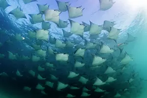 Mobula Munkiana Prints: Large school of Munk's devil rays (Mobula munkiana) aggregating