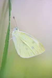 Large white butterfly (Pieris brassicae), Vallee de l'Eure (Eure Valley), Eure-et-Loir Large white butterfly (Pieris brassicae), Vallee de l'Eure (Eure Valley), Eure-et-Loir
