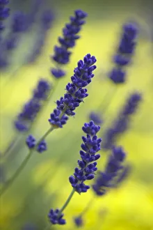 Lavender {Lavandula angustifolia} growing against a background of yellow, UK Lavender {Lavandula angustifolia} growing against a background of yellow, UK