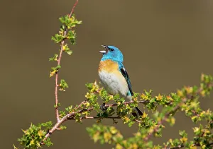 Lazuli Bunting (Passerina amoena) male in breeding plumage, singing, Mono Lake Basin Lazuli Bunting (Passerina amoena) male in breeding plumage, singing, Mono Lake Basin