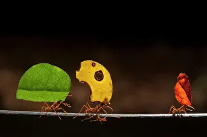 Leaf cutter ants (Atta cephalotes) carrying sections of leaves, to be used for cultivating Leaf cutter ants (Atta cephalotes) carrying sections of leaves, to be used for cultivating