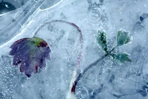 Leaf frozen in ice, Sierra de Grazalema Natural Park, southern Spain, February Leaf frozen in ice, Sierra de Grazalema Natural Park, southern Spain, February