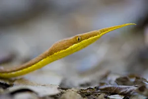 Leaf nosed twig snake (Langaha madagascariensis) male, Baie de Baly National Park Leaf nosed twig snake (Langaha madagascariensis) male, Baie de Baly National Park