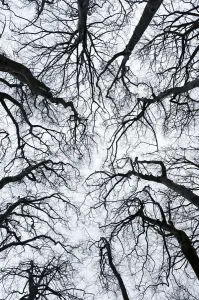 Leafless tree canopy silhouetted in winter. Gannochy, Scotland, February Leafless tree canopy silhouetted in winter. Gannochy, Scotland, February