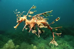 Leafy seadragon male {Phycodurus eques} Australia Leafy seadragon male {Phycodurus eques} Australia