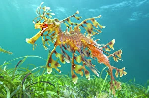 Prints for your Bathroom Collection: Leafy seadragon (Phycodurus eques) male carrying eggs, swims over seagrass meadow