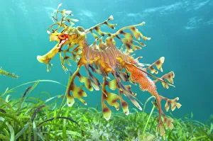 Leafy seadragon (Phycodurus eques) male carrying eggs, swims over seagrass meadow Leafy seadragon (Phycodurus eques) male carrying eggs, swims over seagrass meadow