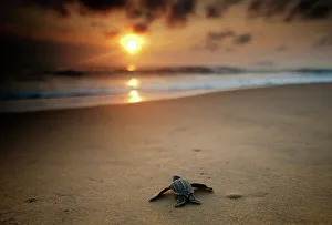 Leatherback Turtle (Dermochelys coriacea) hatchling crossing a beach to get to the sea Leatherback Turtle (Dermochelys coriacea) hatchling crossing a beach to get to the sea