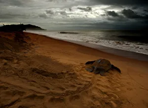 Leatherback Turtle (Dermochelys coriacea) returning to the sea after egg laying. Cayenne Leatherback Turtle (Dermochelys coriacea) returning to the sea after egg laying. Cayenne
