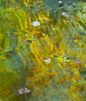 Leaves floating on water with colourful reflections, Plitvice Lakes National Park Leaves floating on water with colourful reflections, Plitvice Lakes National Park