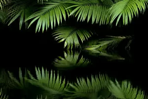 Images Dated 18th May 2015: Leaves with reflection in water, Amazon Rainforest, Cuyabeno National Park, Sucumbios