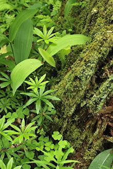 Leaves of various plants: Lily-of-the-valley, (Convallaria majalis) (top left corner Leaves of various plants: Lily-of-the-valley, (Convallaria majalis) (top left corner
