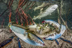 Lemon shark juvenile (Negaprion brevirostris) swimming in mangrove habitat near blue crab Lemon shark juvenile (Negaprion brevirostris) swimming in mangrove habitat near blue crab