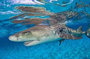 Lemon shark (Negaprion brevirostris) in shallow water with reflection at the surface Lemon shark (Negaprion brevirostris) in shallow water with reflection at the surface
